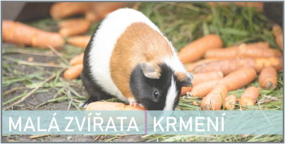 Vše důležité o krmení | Malá zvířata